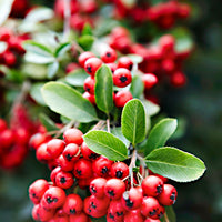 Firethorn "Red Column", Green/Red - Hardy plant