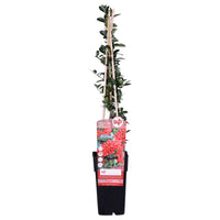 Firethorn "Red Column", Green/Red - Hardy plant