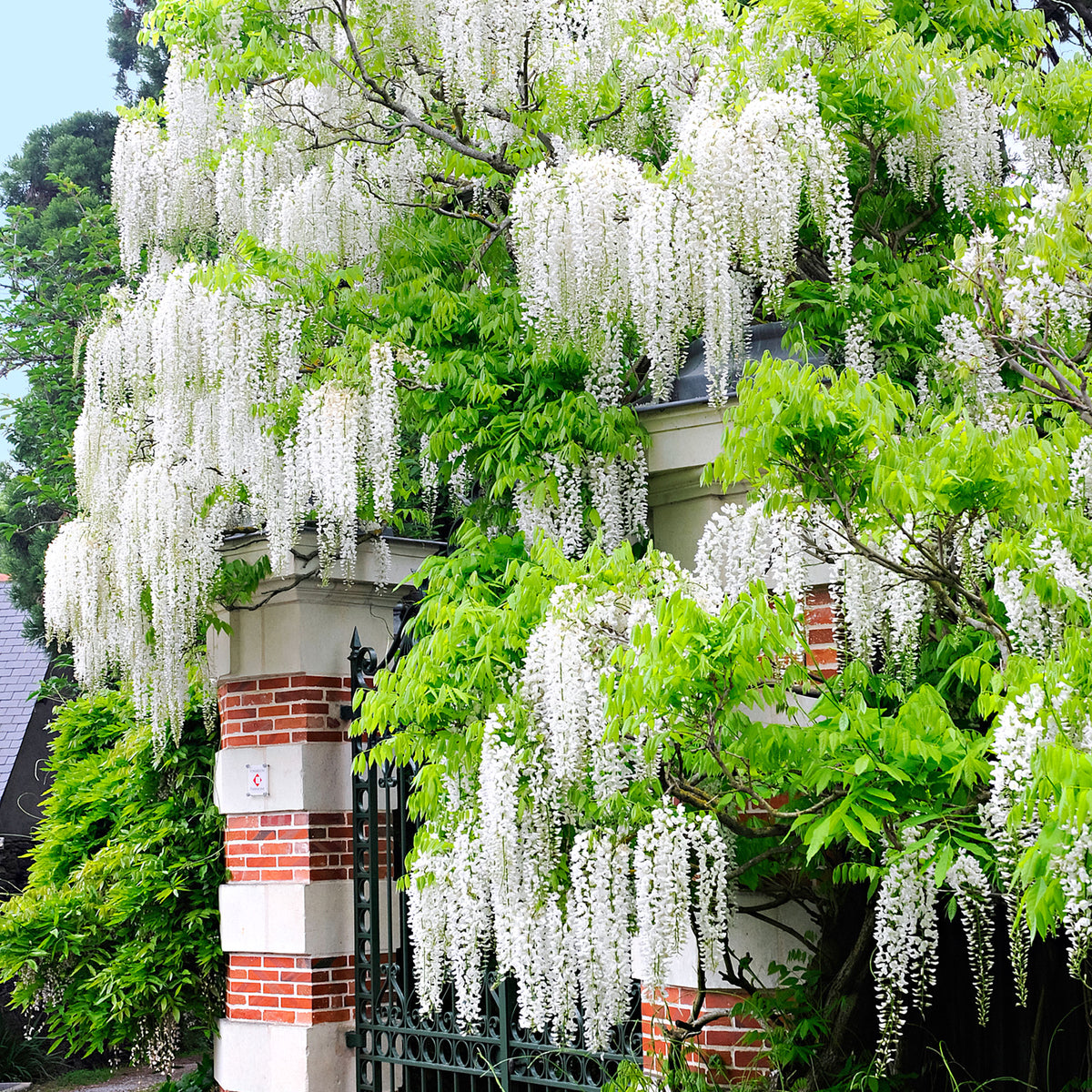 Wisteria (white) - Hardy plant