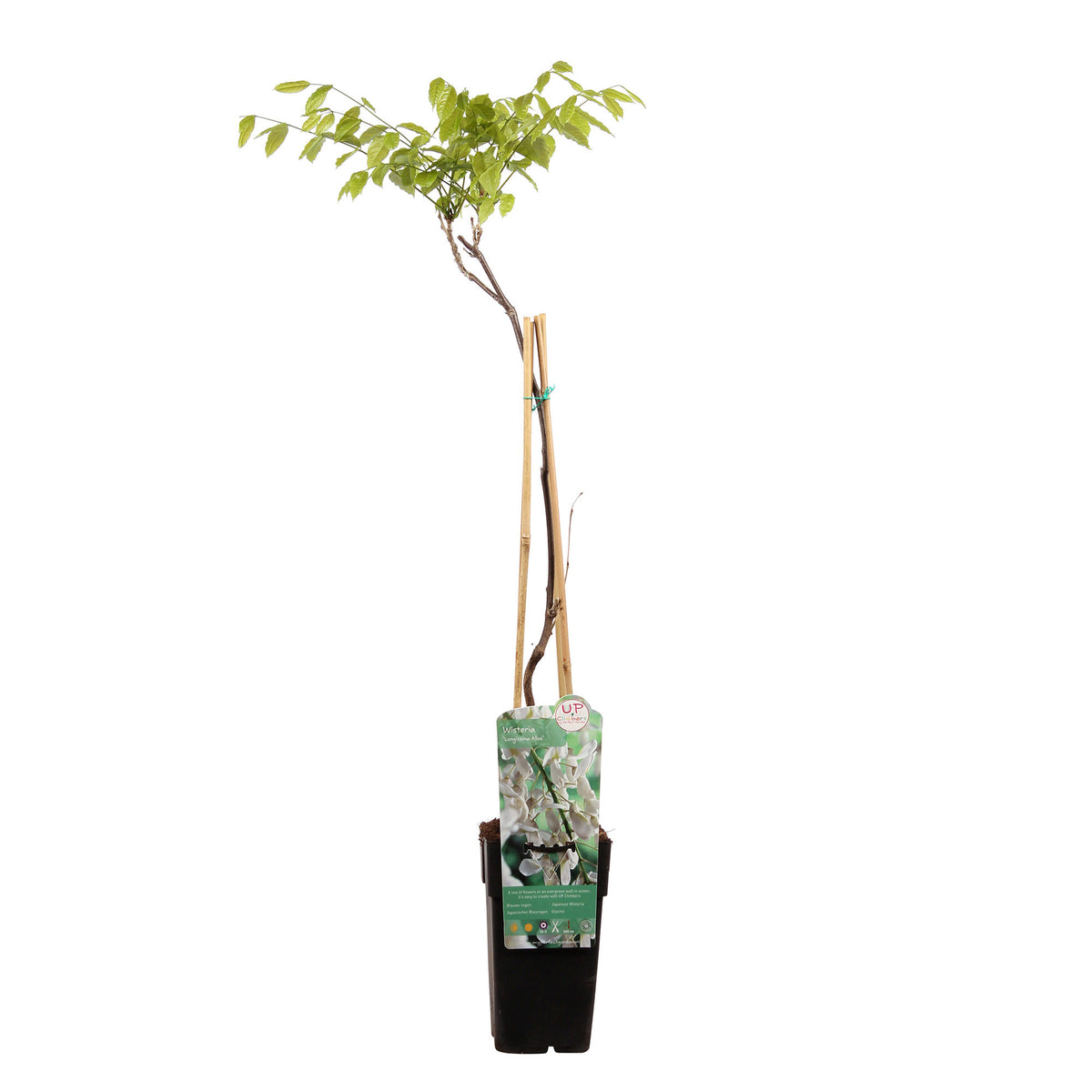 Wisteria (white) - Hardy plant