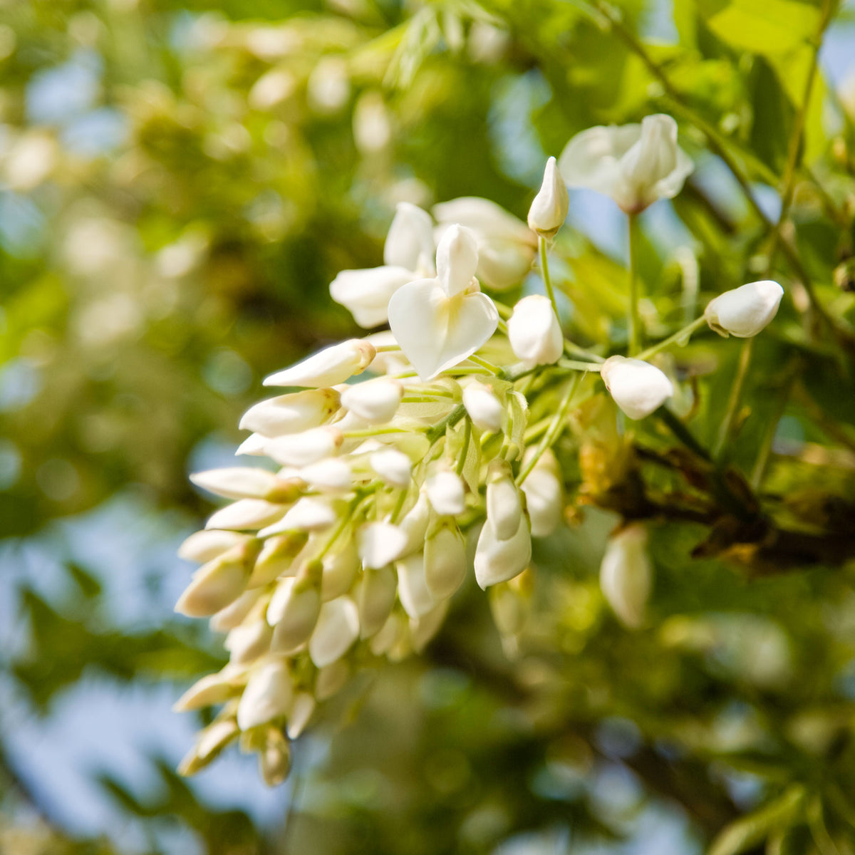 Wisteria (white) - Hardy plant