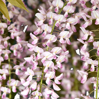 Wisteria 'Rosea' Pink - Hardy plant