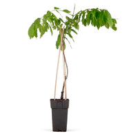 Chinese Wisteria  'Prolific' - Hardy plant