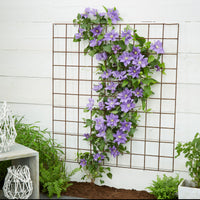 Clematis "Olympia", Purple, with Climbing Rack - Hardy plant