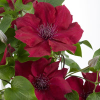 Clematis 'Nubia' pink includes a climbing frame - Hardy plant