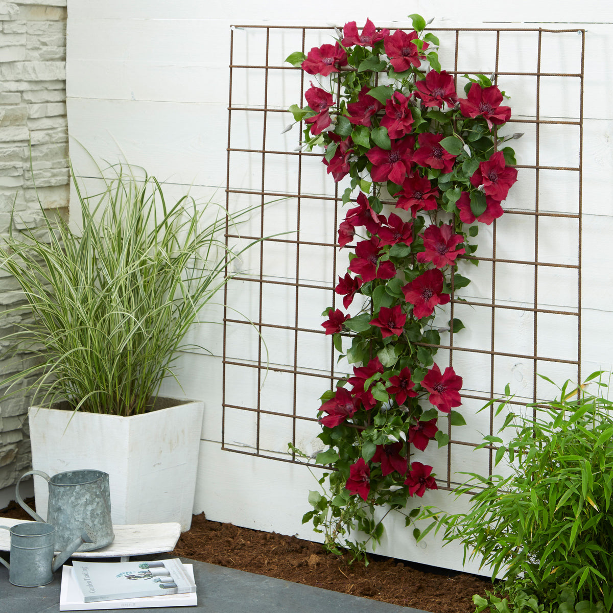 Clematis 'Nubia' pink includes a climbing frame - Hardy plant