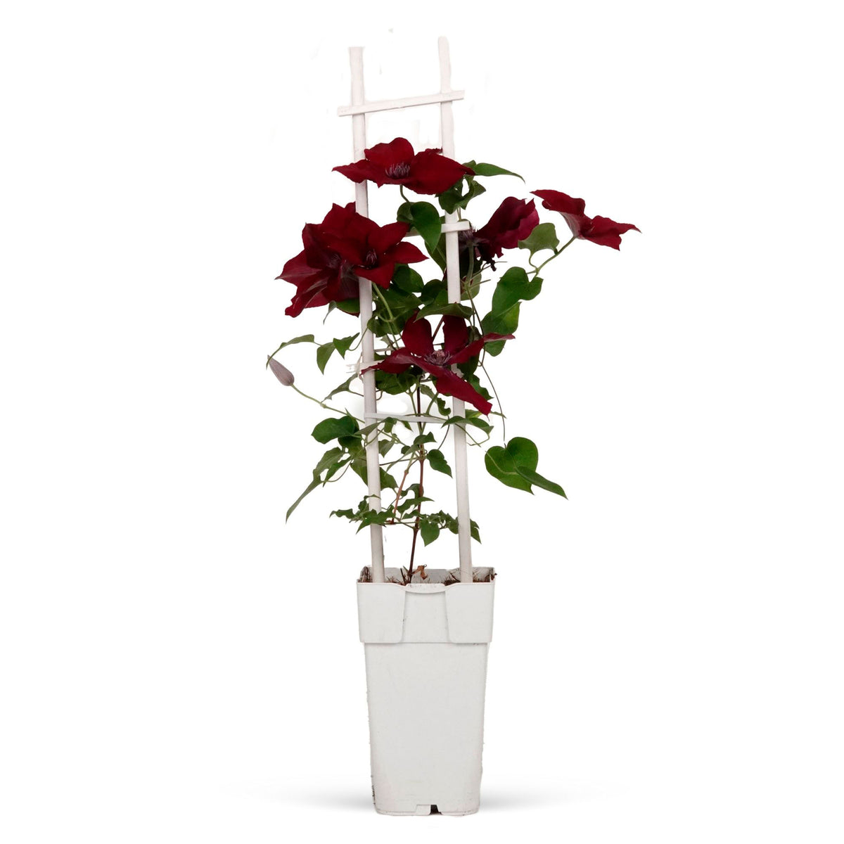 Clematis 'Nubia' pink includes a climbing frame - Hardy plant