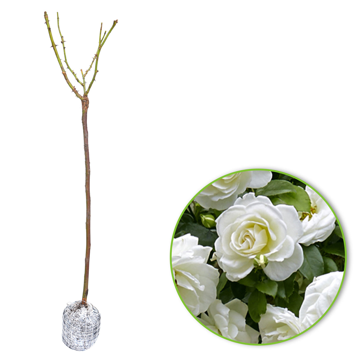 Standard tree rose Rosa 'Kristal'® White - Hardy plant