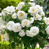 Standard tree rose Rosa 'Kristal'® White - Hardy plant