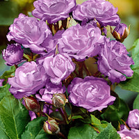 Standard Tree Rose Rosa 'Minerva' purple - Hardy plant