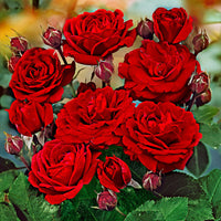 Standard Tree Rose Rosa 'Nina Rosa' red - Hardy plant