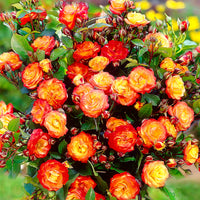 Standard Tree Rose Rosa 'Cuba Dance' orange-yellow-red - Hardy plant