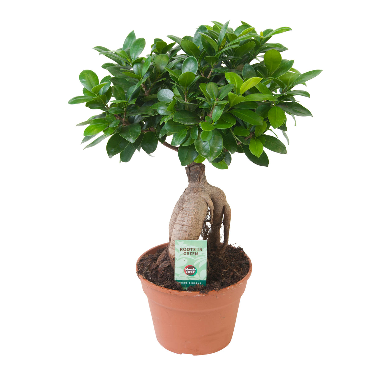Ficus microcarpa 'Ginseng'