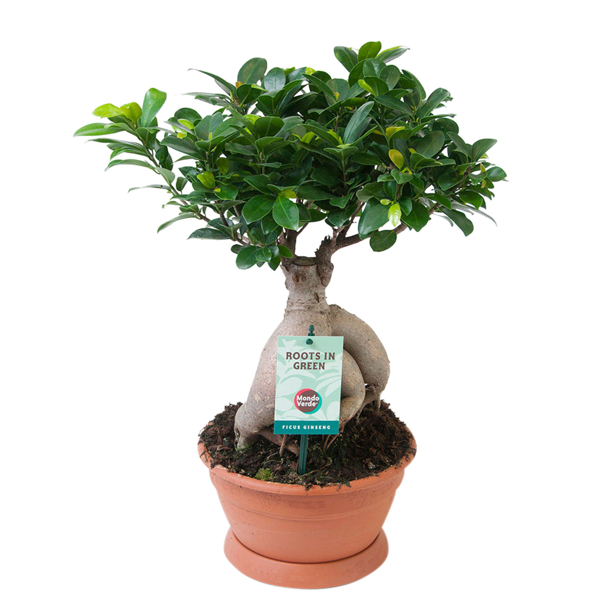 Ficus microcarpa 'Ginseng'