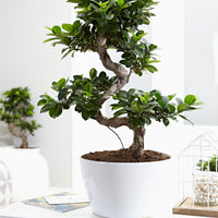 Bonsai Ficus 'Ginseng' S-shape