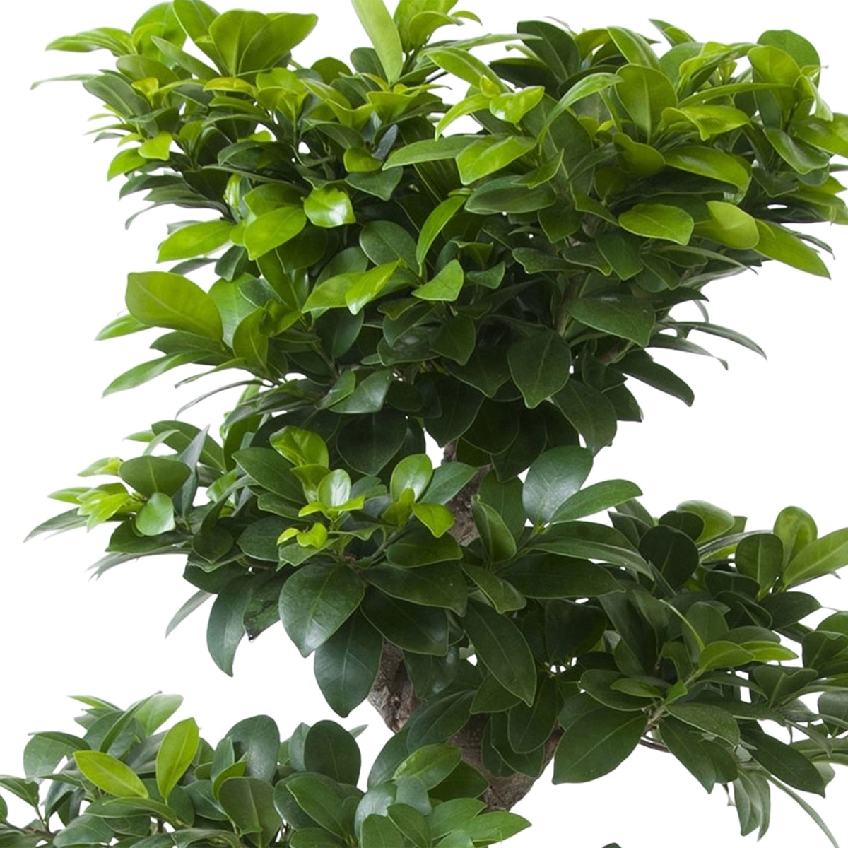 Bonsai Ficus 'Ginseng' S-shape