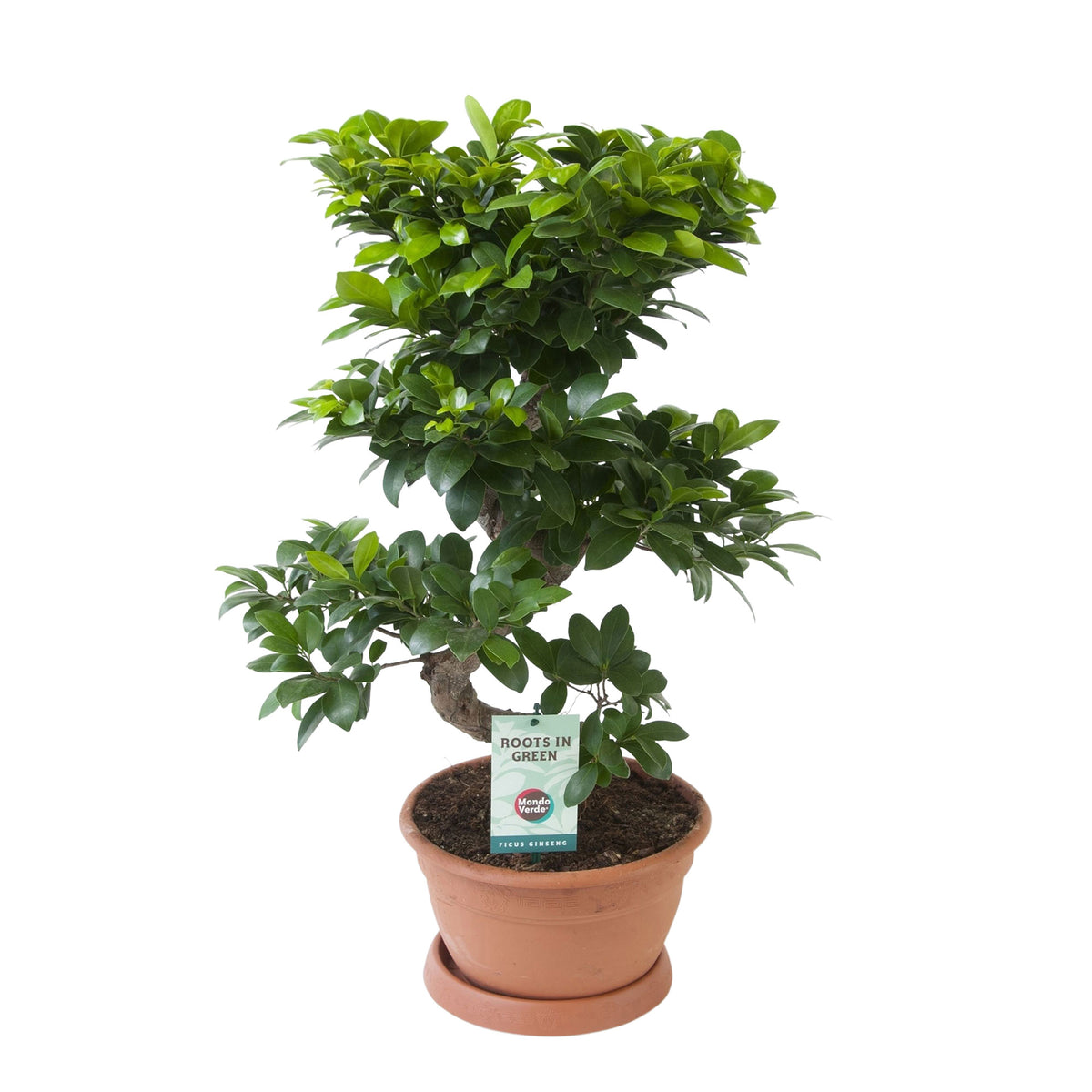 Bonsai Ficus 'Ginseng' S-shape