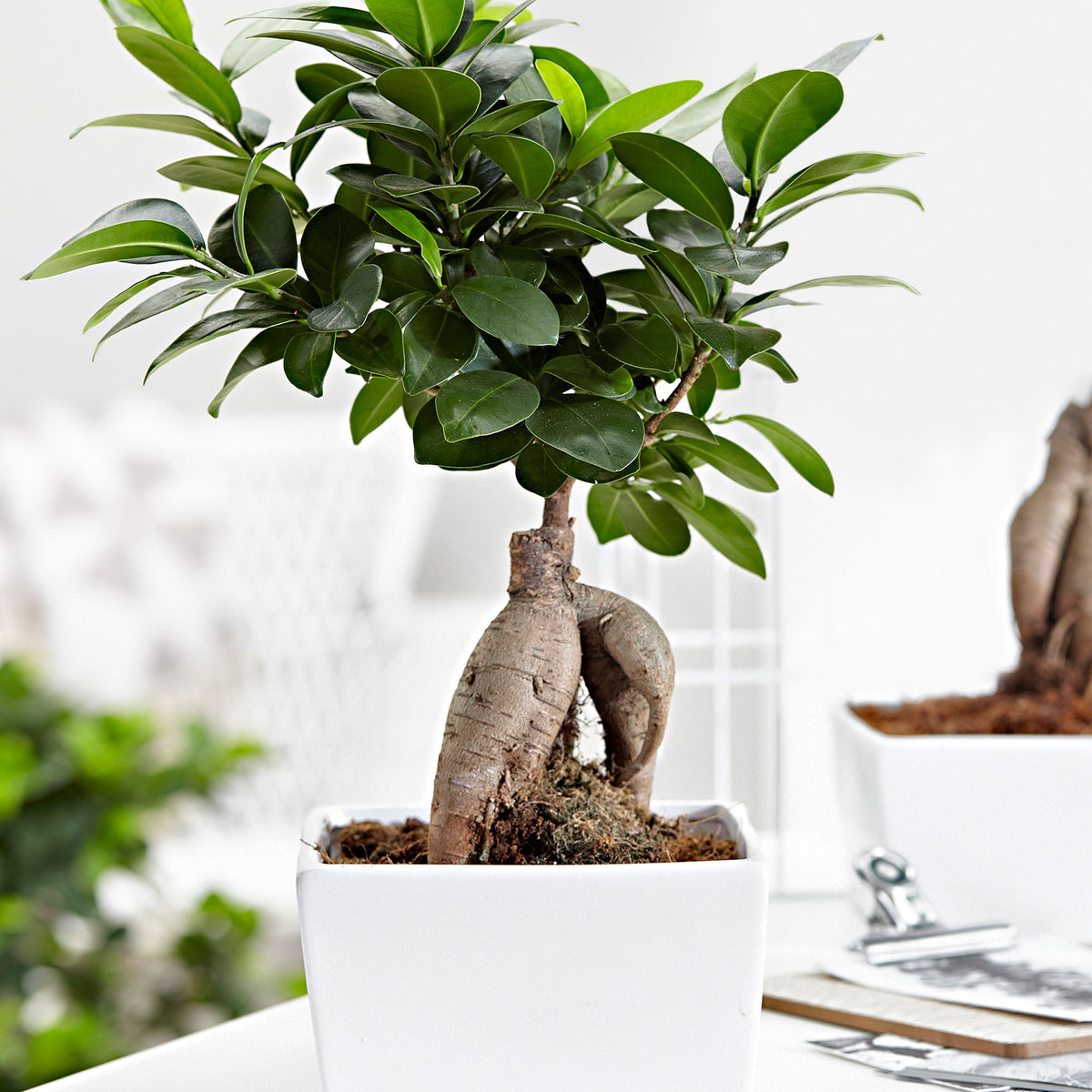 Bonsai Ficus 'Ginseng' including decorative white pot
