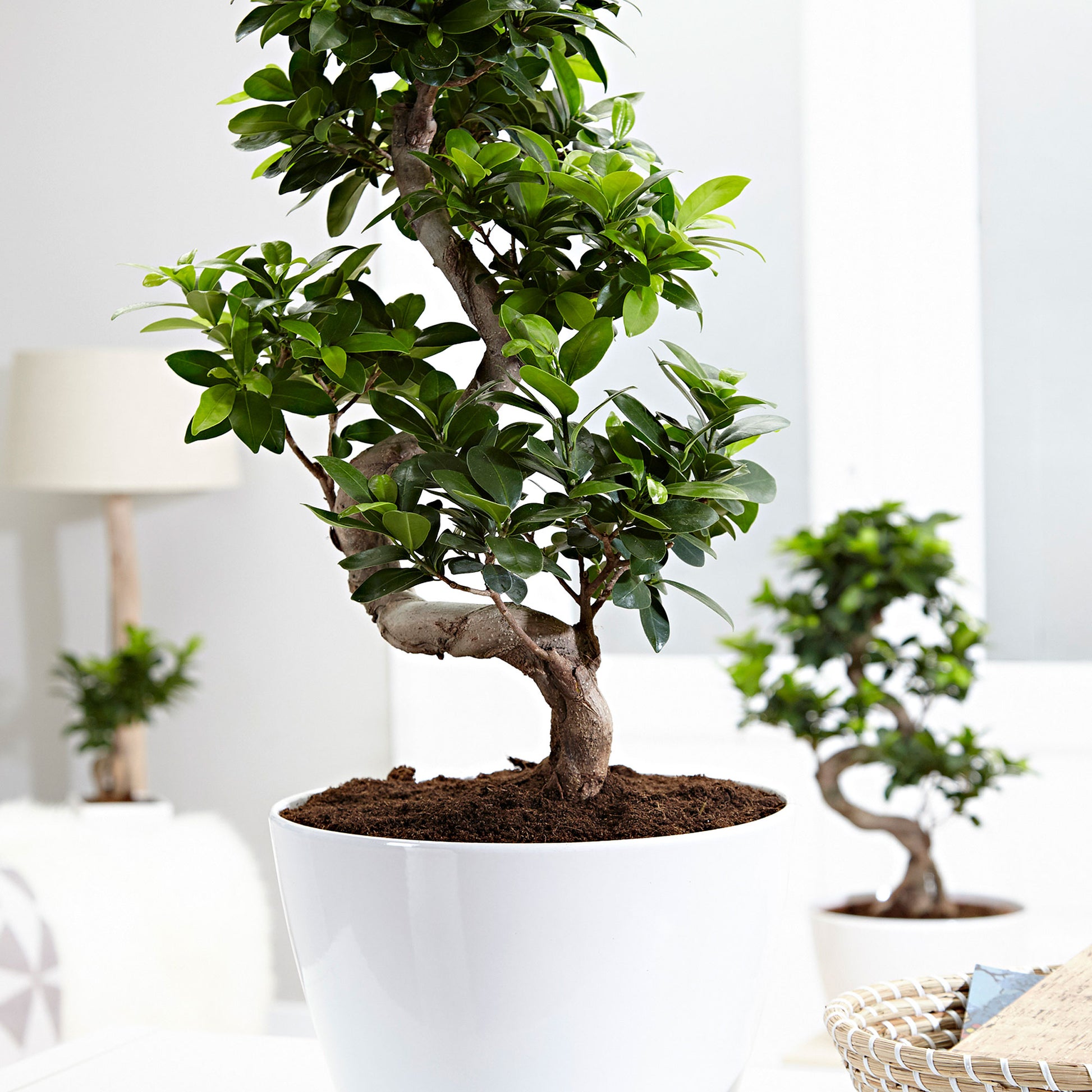 bonsai tree in white pot Bonsai Ficus 'Ginseng' S-shape XL including decorative white pot