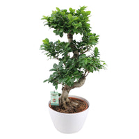 Bonsai Ficus 'Ginseng' S-shape XL including decorative white pot