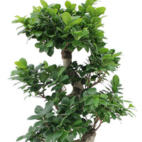 Bonsai Ficus 'Ginseng' S-shape XL including decorative white pot