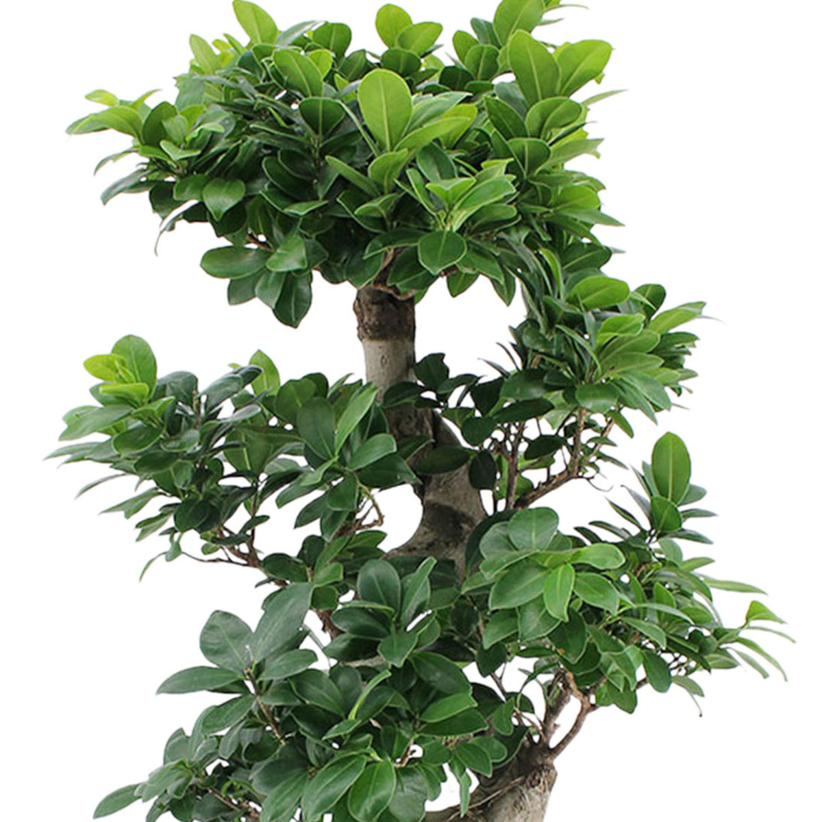 Bonsai Ficus 'Ginseng' S-shape XL including decorative white pot