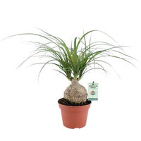 Ponytail palm Beaucarnea recurvata short stem