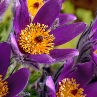 3x Pasqueflower purple-orange - Bare rooted - Hardy plant
