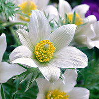 3x Pasqueflower white-yellow - Bare rooted - Hardy plant