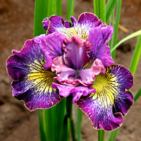 3x Siberian iris 'How Audacious' purple-white-yellow - Bare rooted - Hardy plant