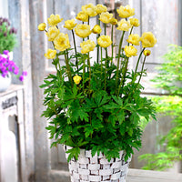 3x Globeflower Trollius 'Lemon Bells' yellow - Bare rooted - Hardy plant