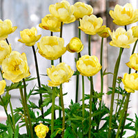 3x Globeflower Trollius 'Lemon Bells' yellow - Bare rooted - Hardy plant