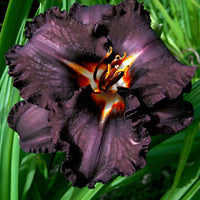 3x Lily Hemerocallis 'Black Magic' purple - Bare rooted - Hardy plant