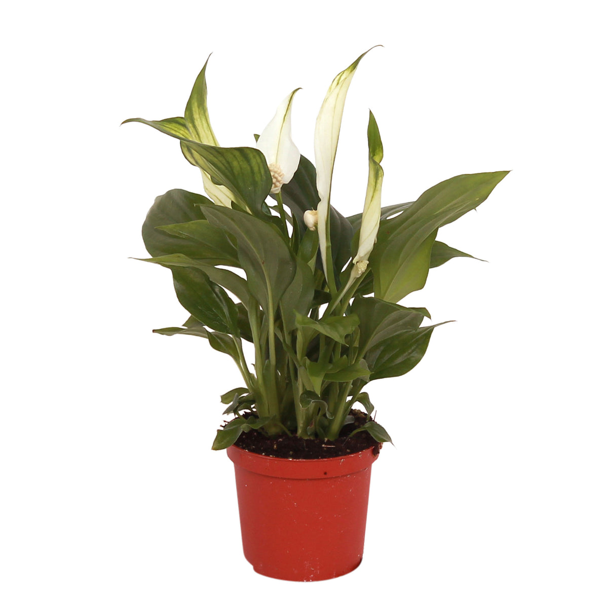 Peace lily Spathiphyllum 'Pearl Cupido' White incl. decorative pot