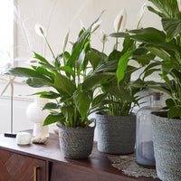 Peace lily Spathiphyllum 'Pearl Cupido' White incl. decorative pot