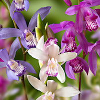 3x Jewel orchid Bletilla striata blue-purple