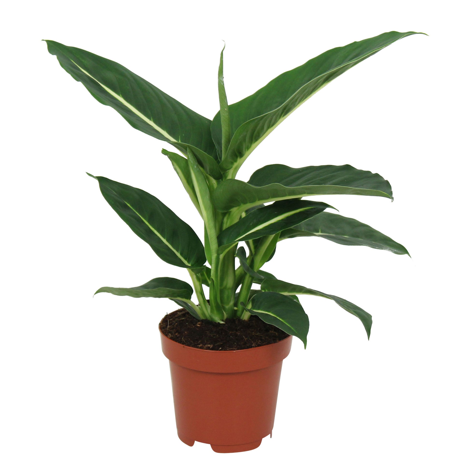 dieffenbachia magickal uses Dieffenbachia 'Green Magic'