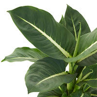 Dieffenbachia 'Green Magic'
