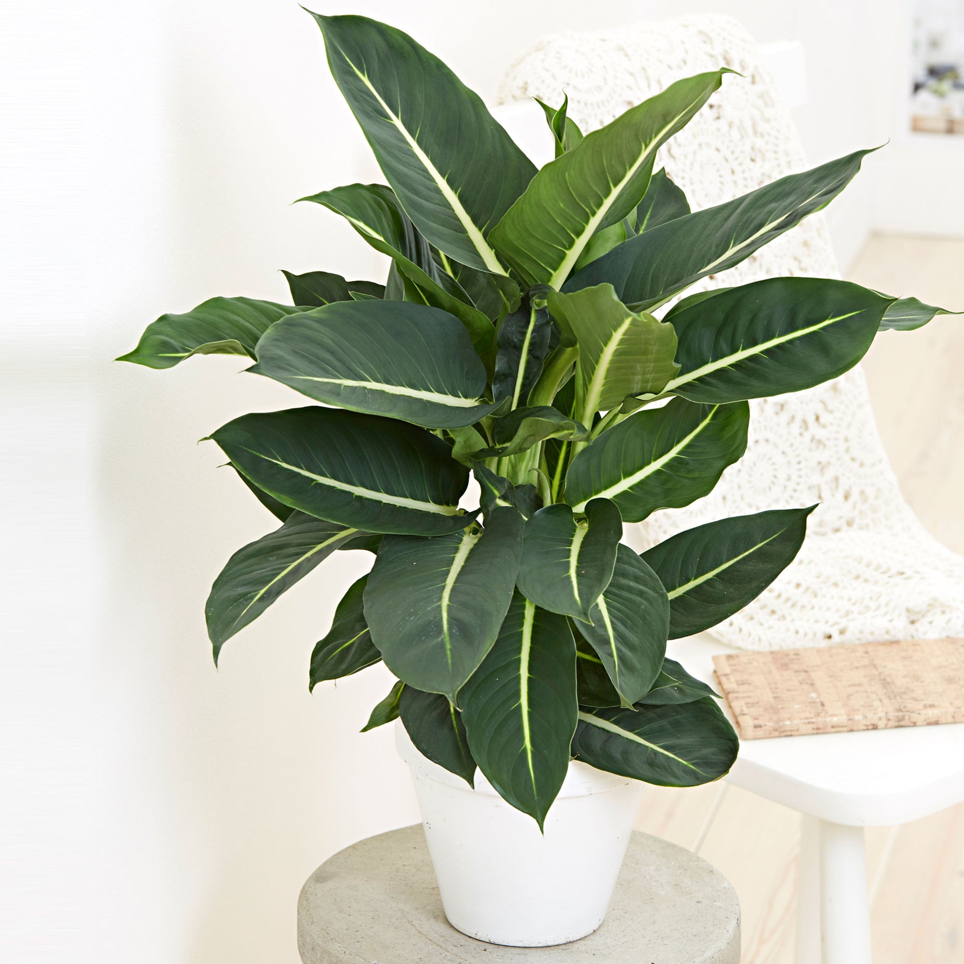 Dieffenbachia Green Magic