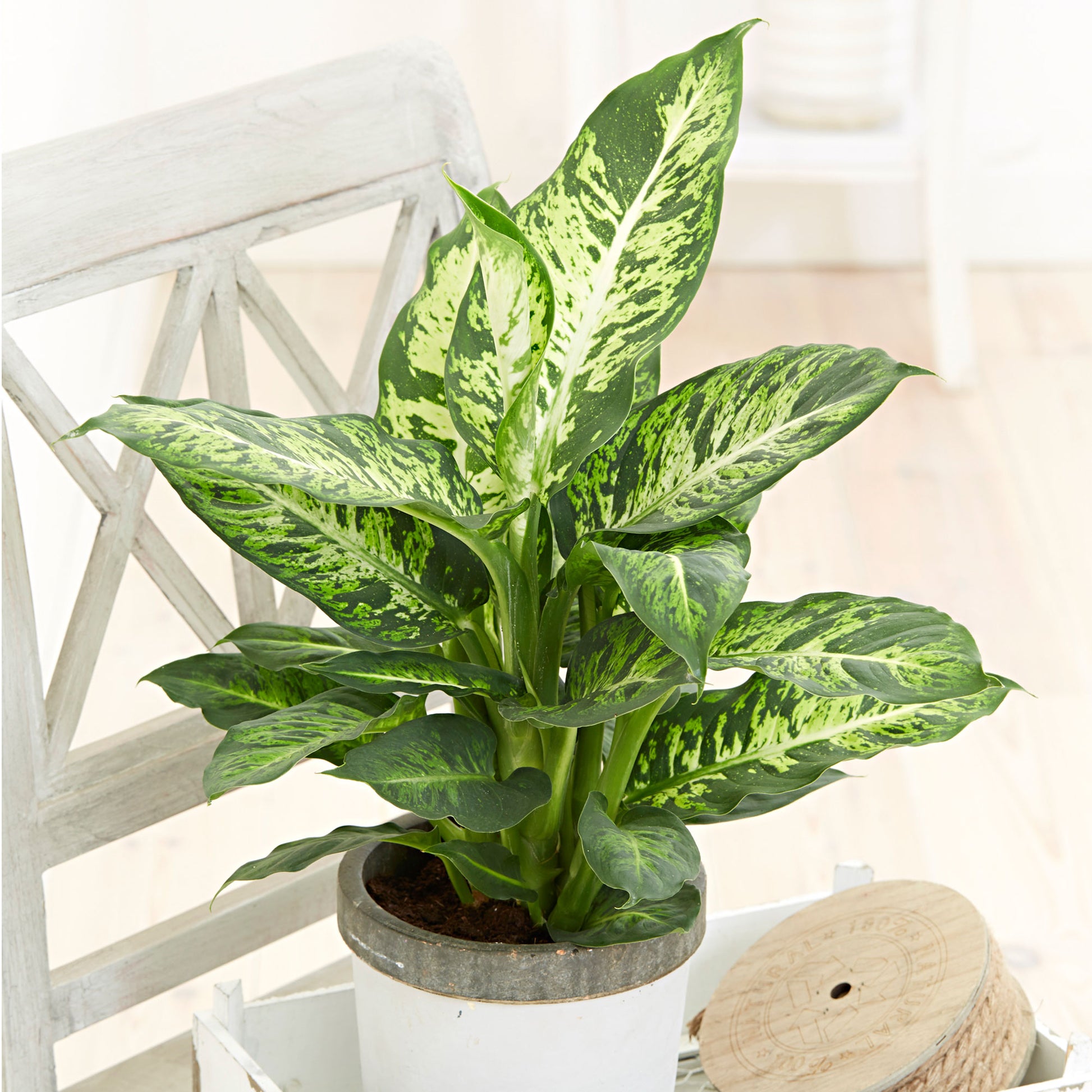 dieffenbachia sublime Buy house plants now Dieffenbachia 'Sublime'