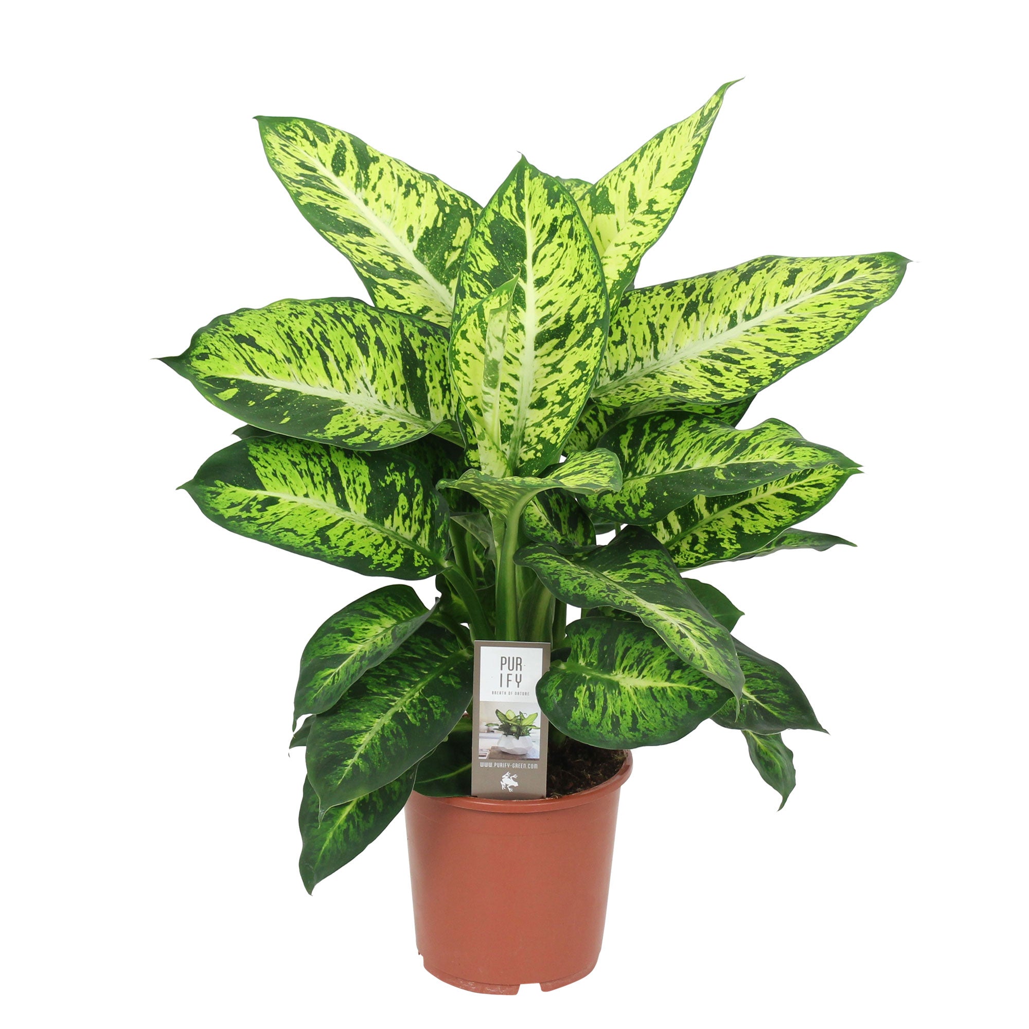 dieffenbachia guttazione Dieffenbachia 'Sublime'