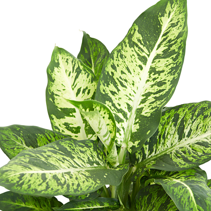 Buy house plants now Dieffenbachia 'Sublime' | Bakker.com