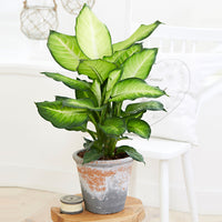 Dieffenbachia 'Summer Style'
