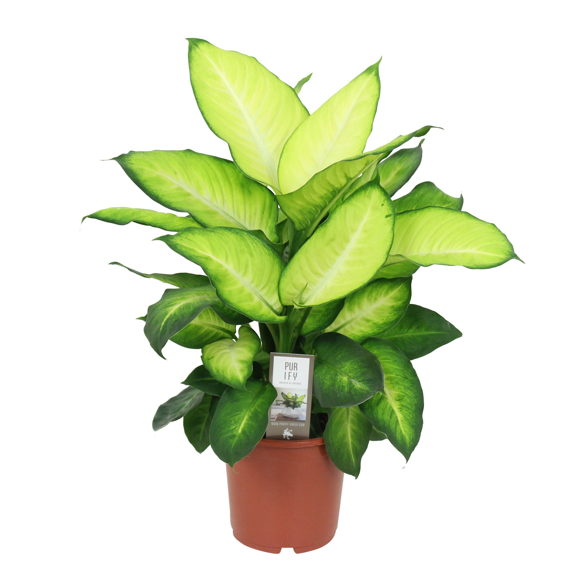 dieffenbachia maculata 'summer style' Buy house plants now Dieffenbachia 'Summer Style'