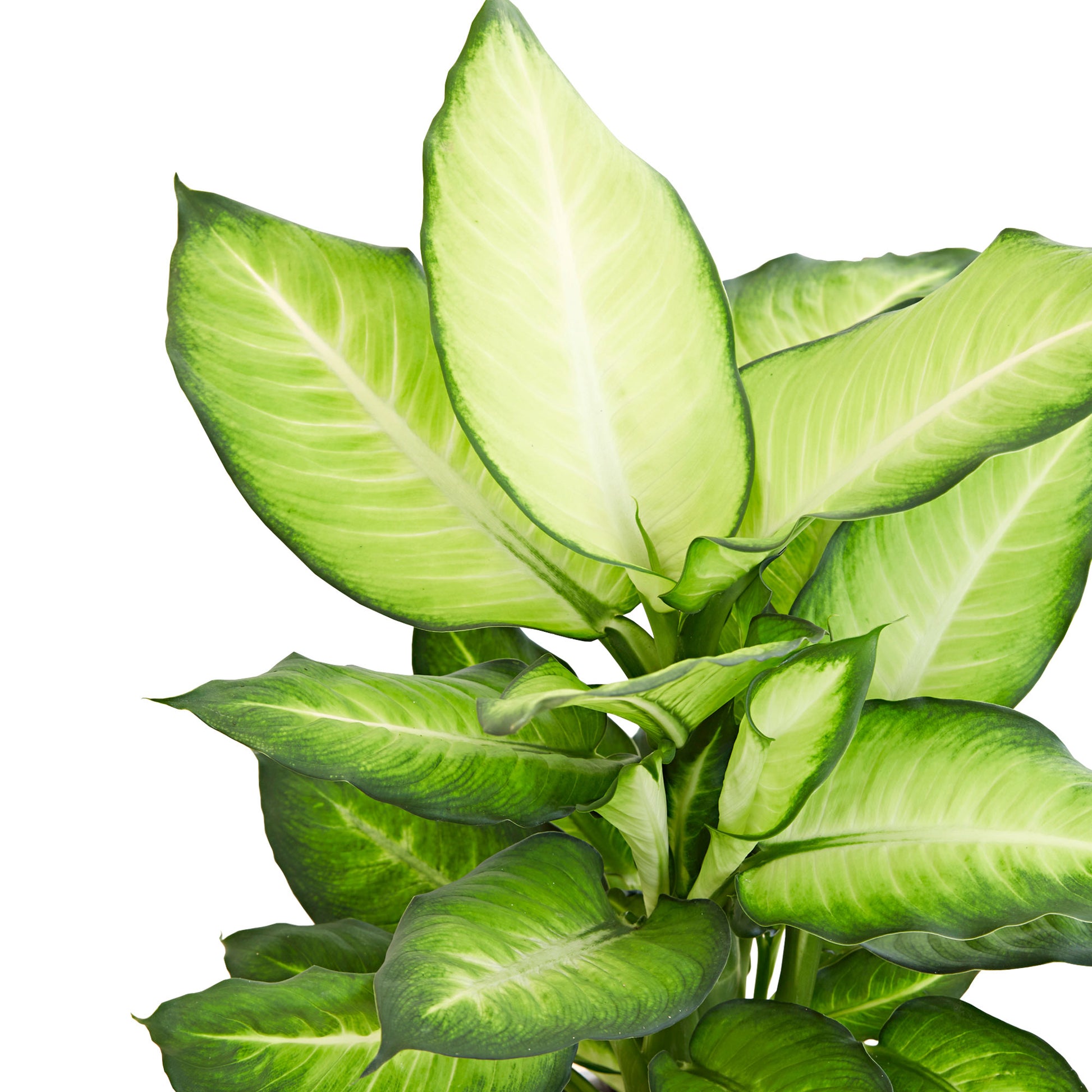 dieffenbachia maculata 'summer style' Dieffenbachia 'Summer Style'