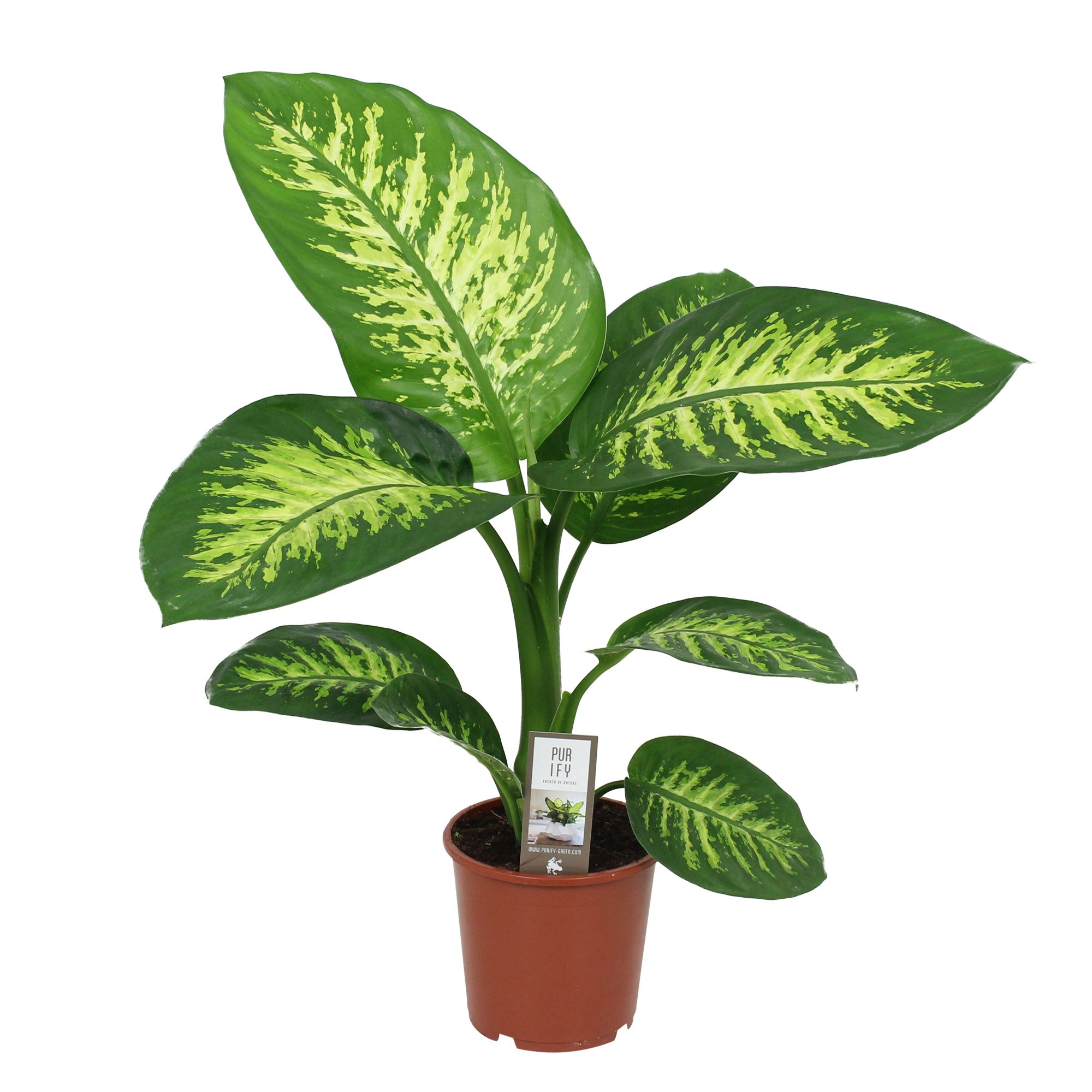 dieffenbachia ingrijire Dieffenbachia 'Tropic Snow'
