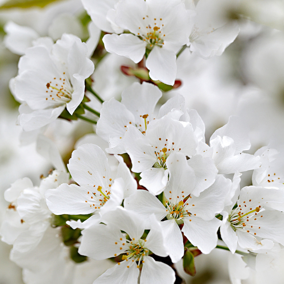 Dwarf cherry Prunus 'Musketiers Athos'® - Hardy plant