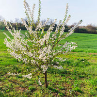 Dwarf cherry Prunus 'Musketiers Athos'® - Hardy plant