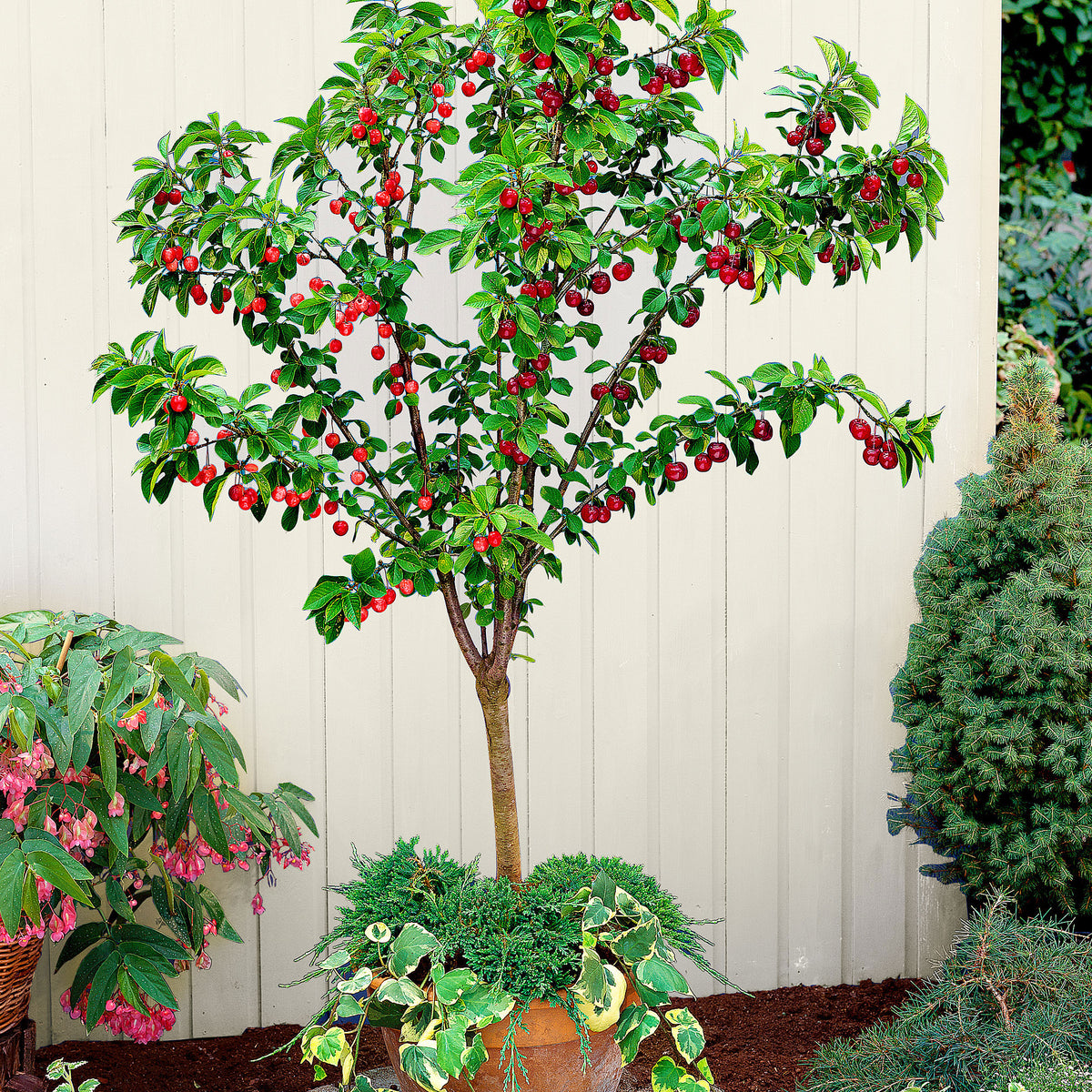 Duo cherry tree Prunus: 'Van' + 'Bigarreau Napoléon' - Hardy plant