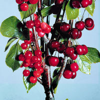 Duo cherry tree Prunus: 'Van' + 'Bigarreau Napoléon' - Hardy plant